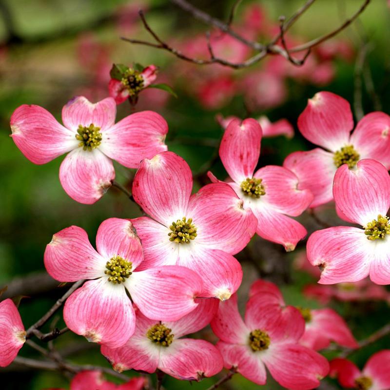 lowes cherokee brave dogwood tree