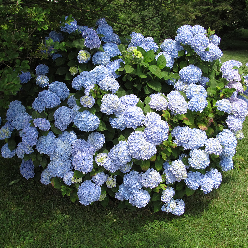 Plants Big Leaf Hydrangea