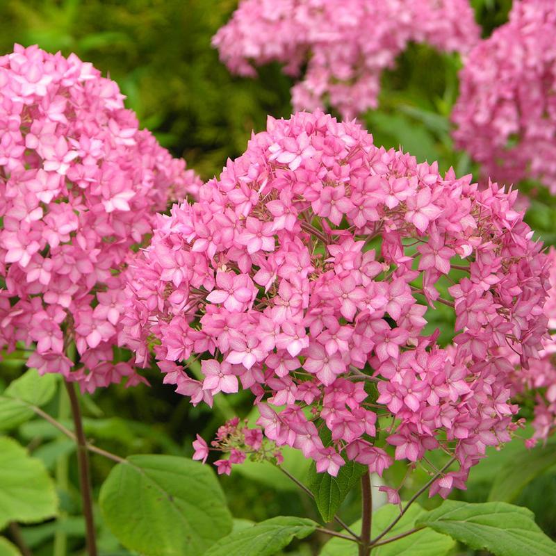 Bella Anna Hydrangea