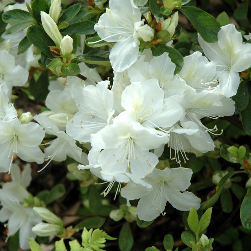 Azalea Delaware Valley White