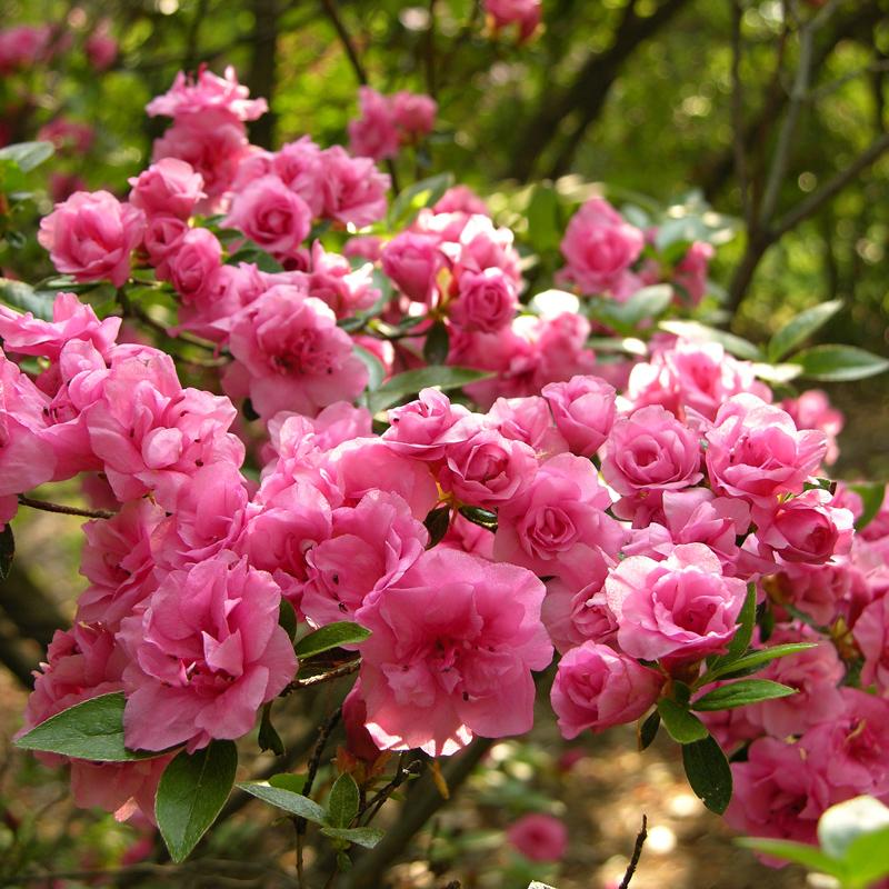 Azalea Rosebud