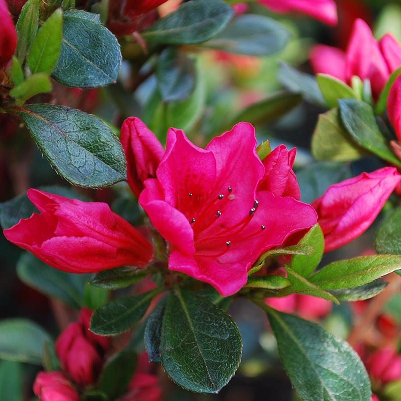 Azalea Bixby