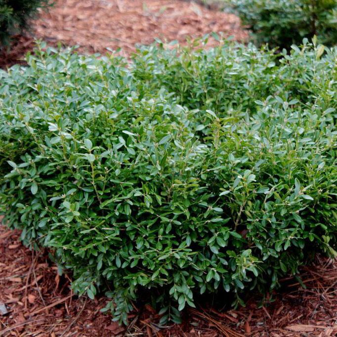 Buxus Microphylla koreana 'Tide Hill'