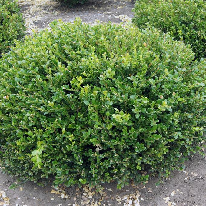 Buxus Microphylla koreana 'Winter Gem'