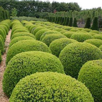 Buxus Sempervirens 'Monrue'