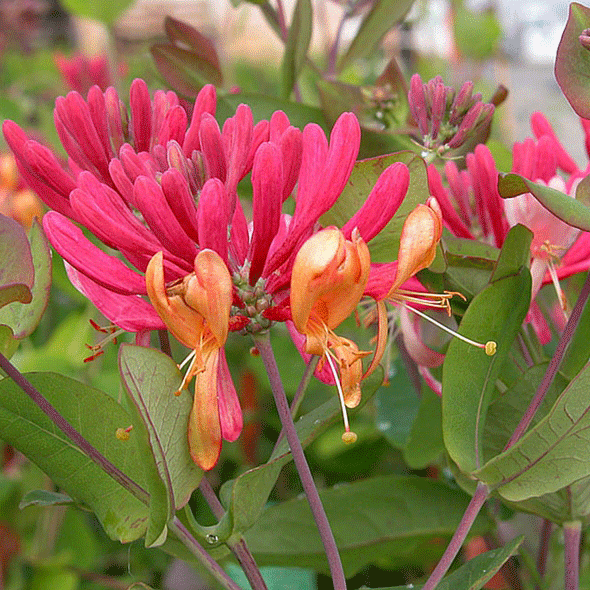 Harlequin Honeysuckle aka Variegated Woodbine