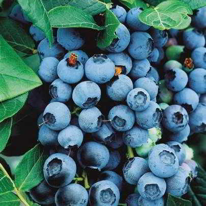 Chippewa Blueberry