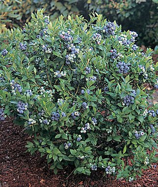 Top Hat Lowbush Blueberry