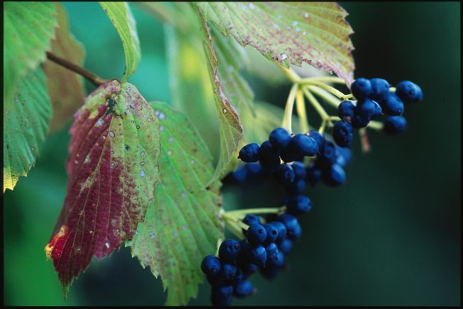 Arrowwood Viburnum