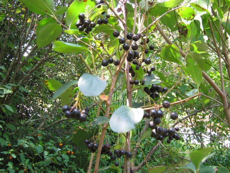 Autumn Magic Black Chokeberry