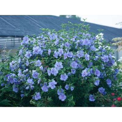 Blue Chiffon Rose of Sharon