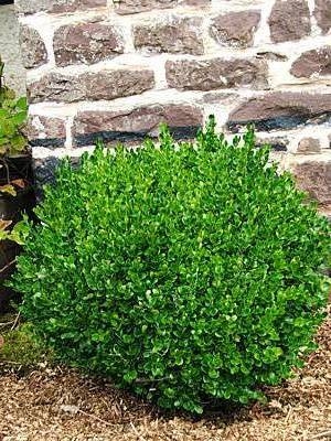 Common Boxwood