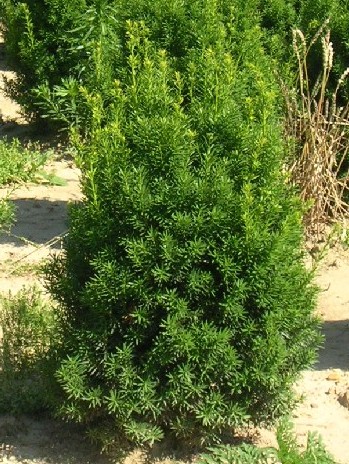 Hatfield Upright Yew