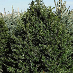 Pyramidal Japanese Yew