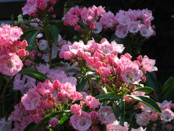 Sarah Mountain Laurel