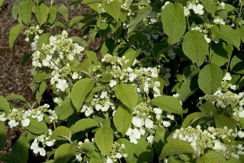 Shasta Doublefile Viburnum