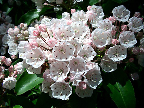 Snowdrift Mountain Laurel